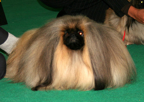 http://img.gorod.lv/images/news_item/pic/146890/0.jpg
