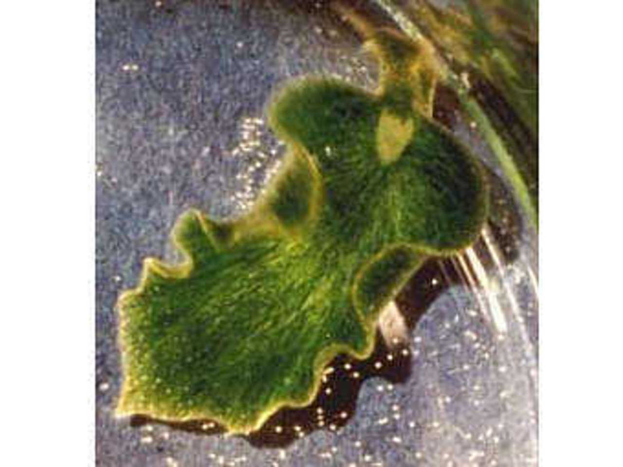 Моллюск Elysia chlorotica. Фото с сайта illinois.edu