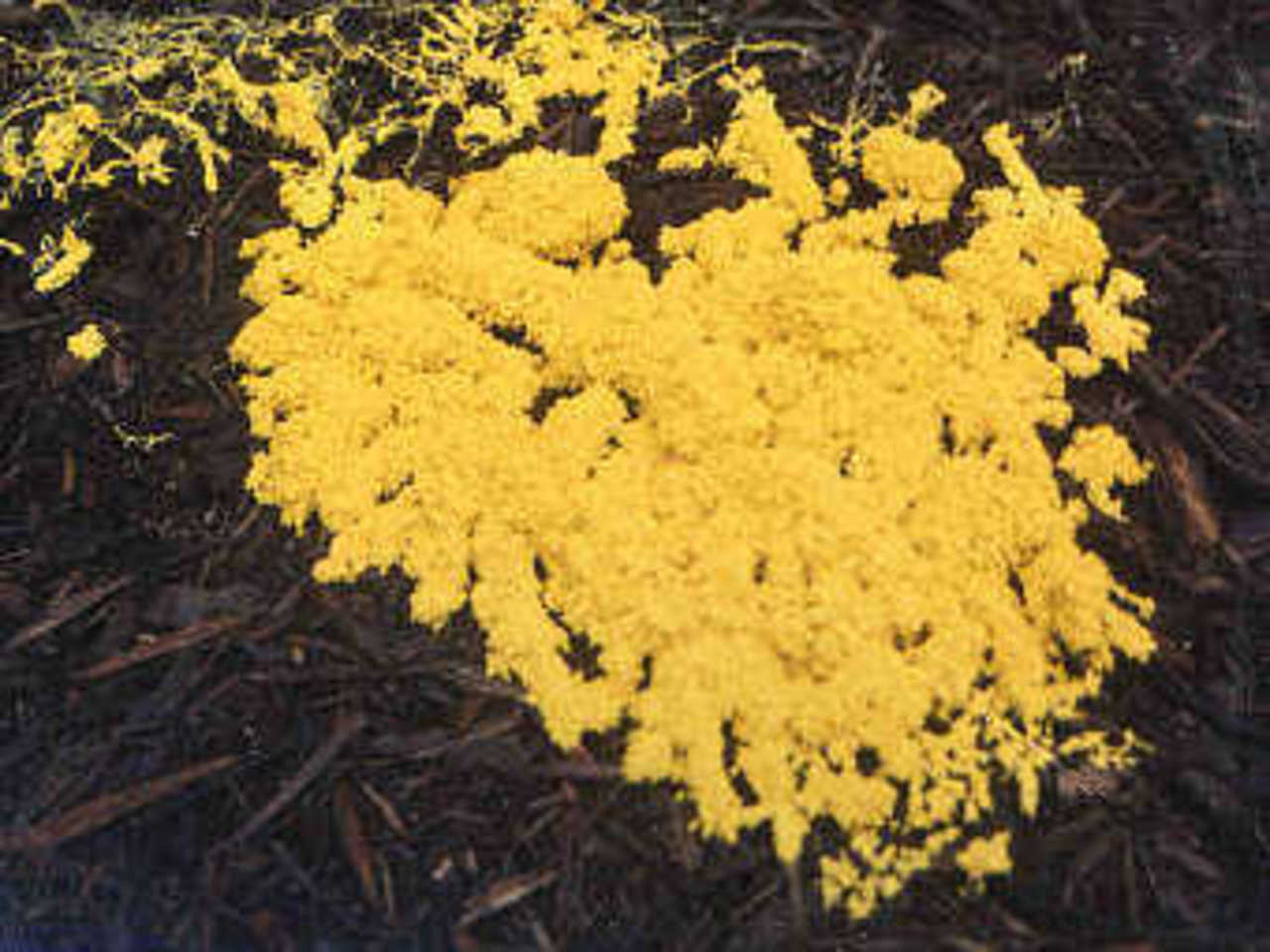 Слизевик Physarum polycephalum. Фото с сайта genome.gov