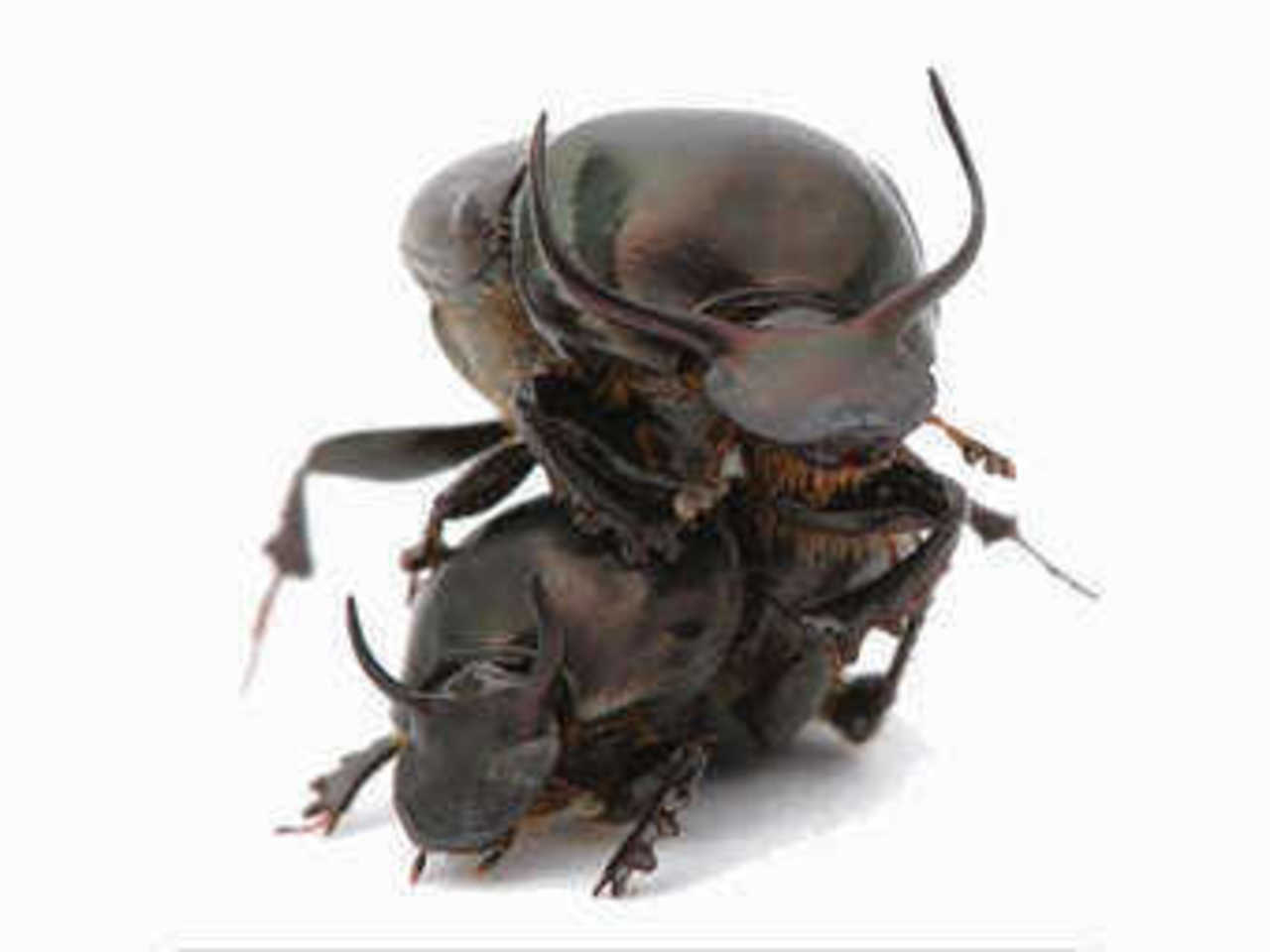 Жуки Onthophagus taurus. Фото с сайта iu.edu