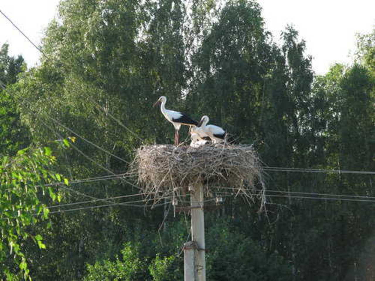 фото В. Цыганкова
