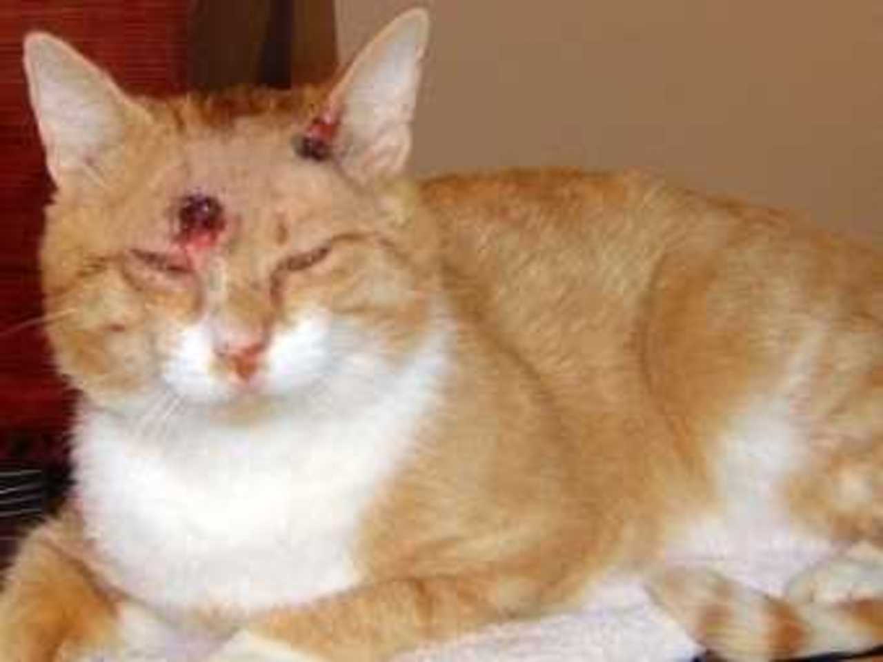 Раненая кошка. Фото с сайта The Daily Mail
