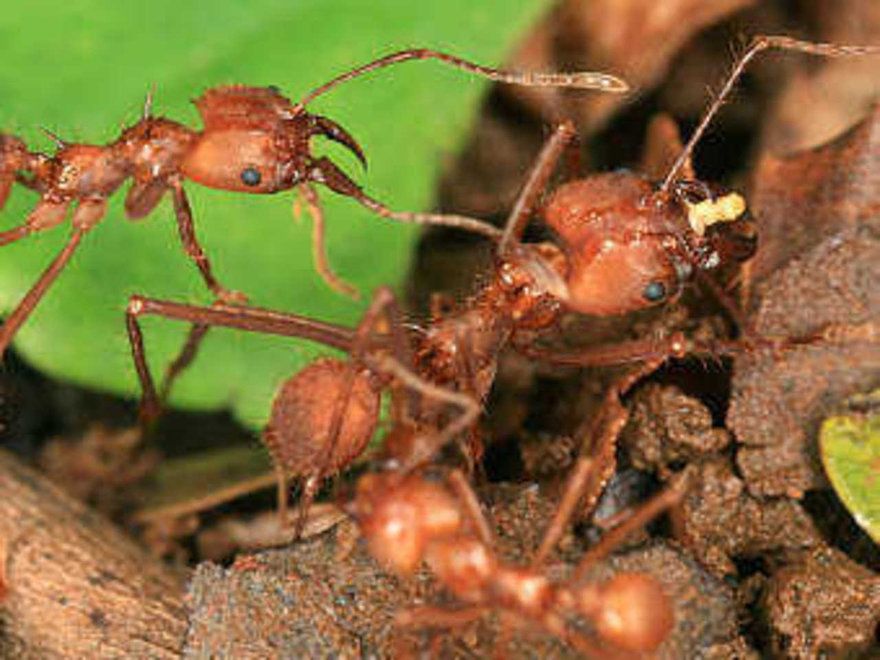 Муравь-фермеры Atta cephalotes. Фото с сайта ncsu.edu