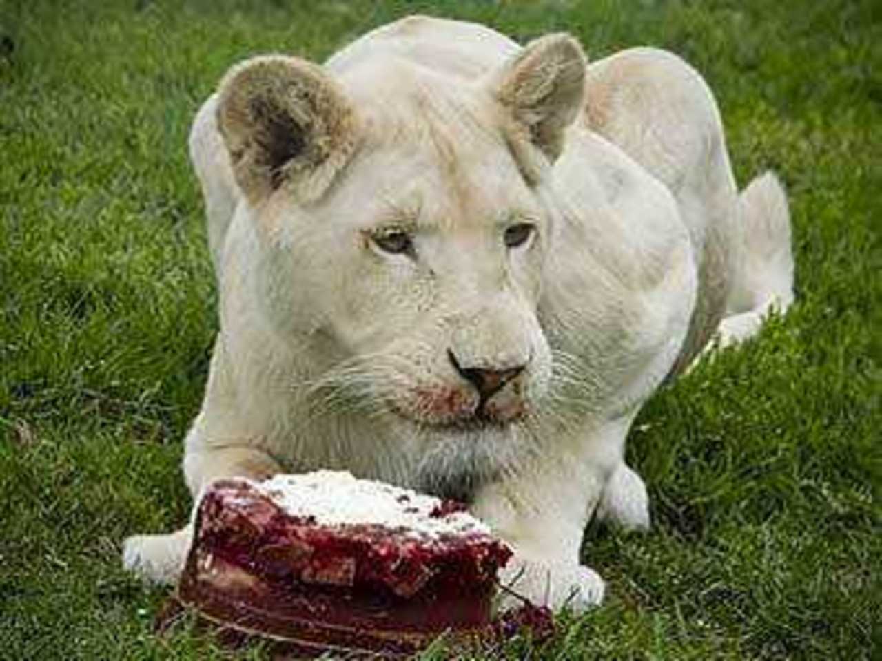 Фото с сайта mogozoo.com.au