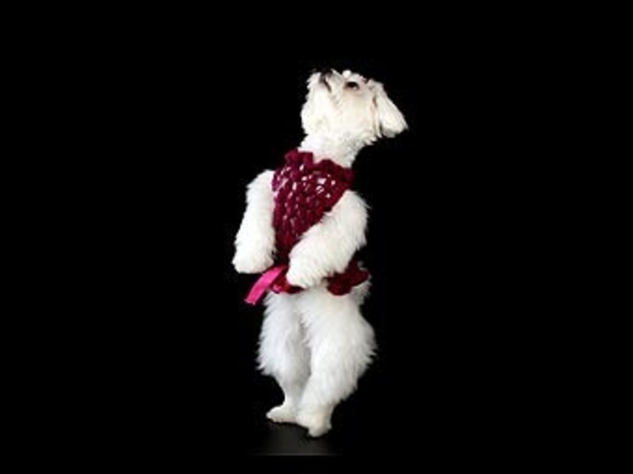Фото с сайта Photl.com