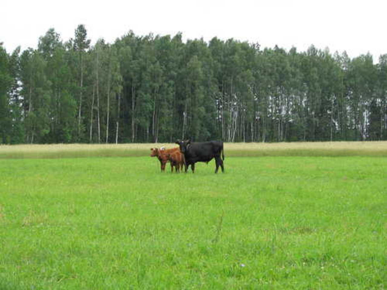 фото В. Цыганкова