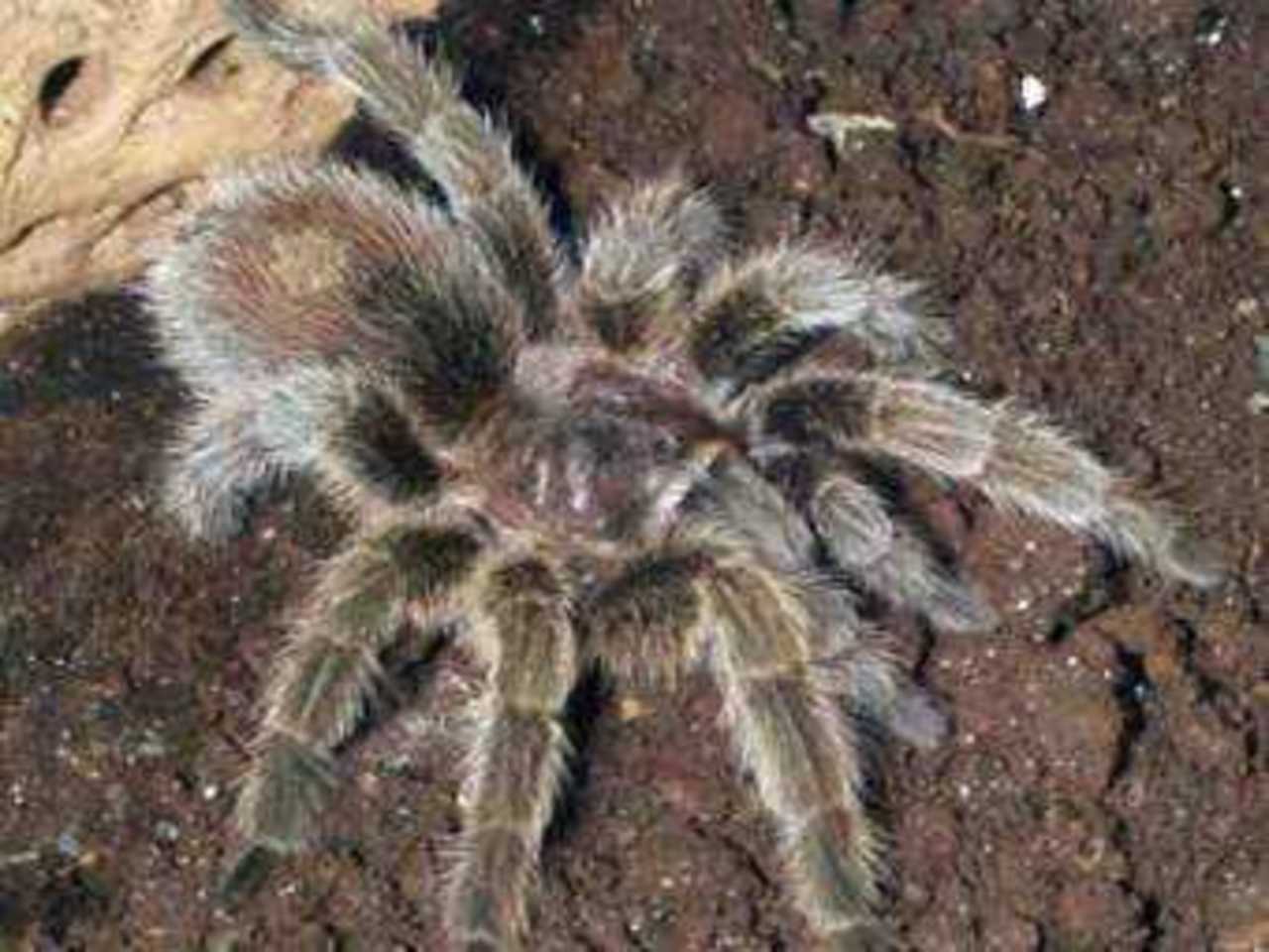 Чилийский розовый птицеед, фото с сайта petbugs.com