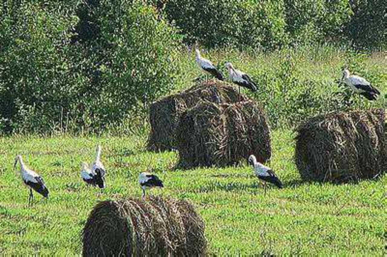 Фото автора.
