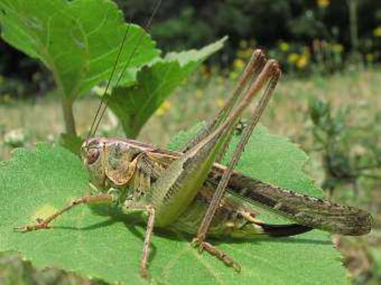 Сверчок Platycleis affinis. Фото с сайта insecte.org