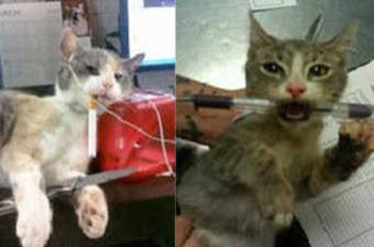 Коты из приюта Шарлотт. Фото WGHP-T