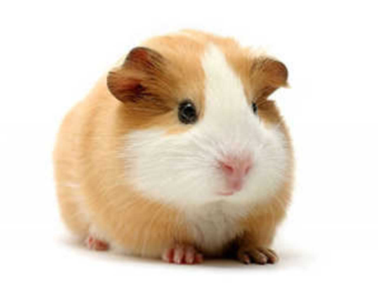 Фото с сайта adelaidevet.com.au