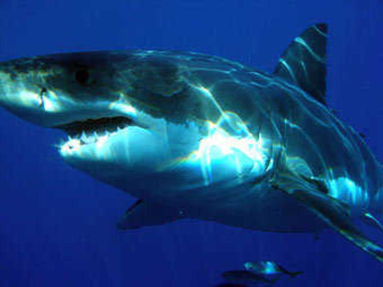 Белая акула. Фото с сайта sharkdiver.com