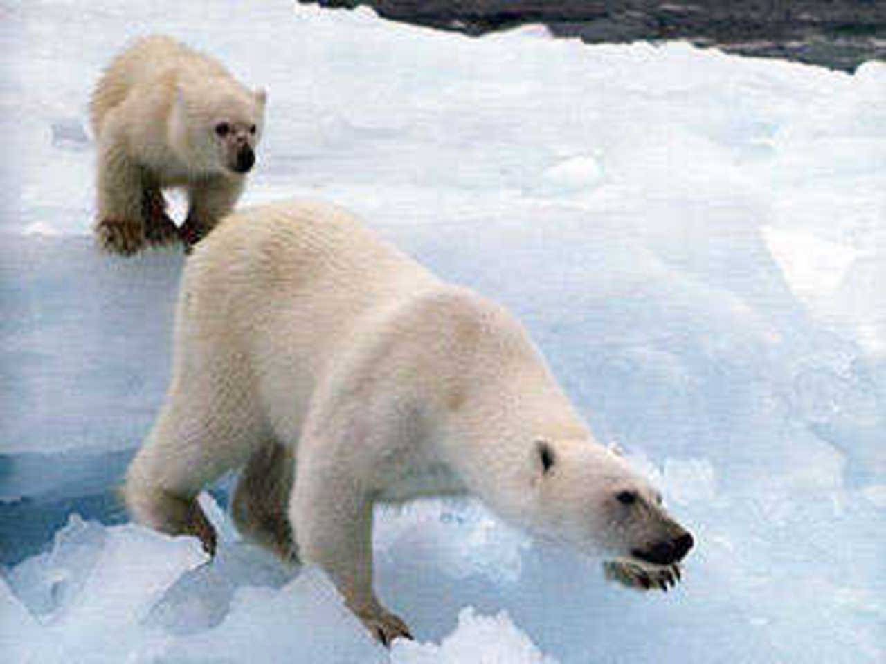 Белые медведи. Фото с сайта wwf.ru