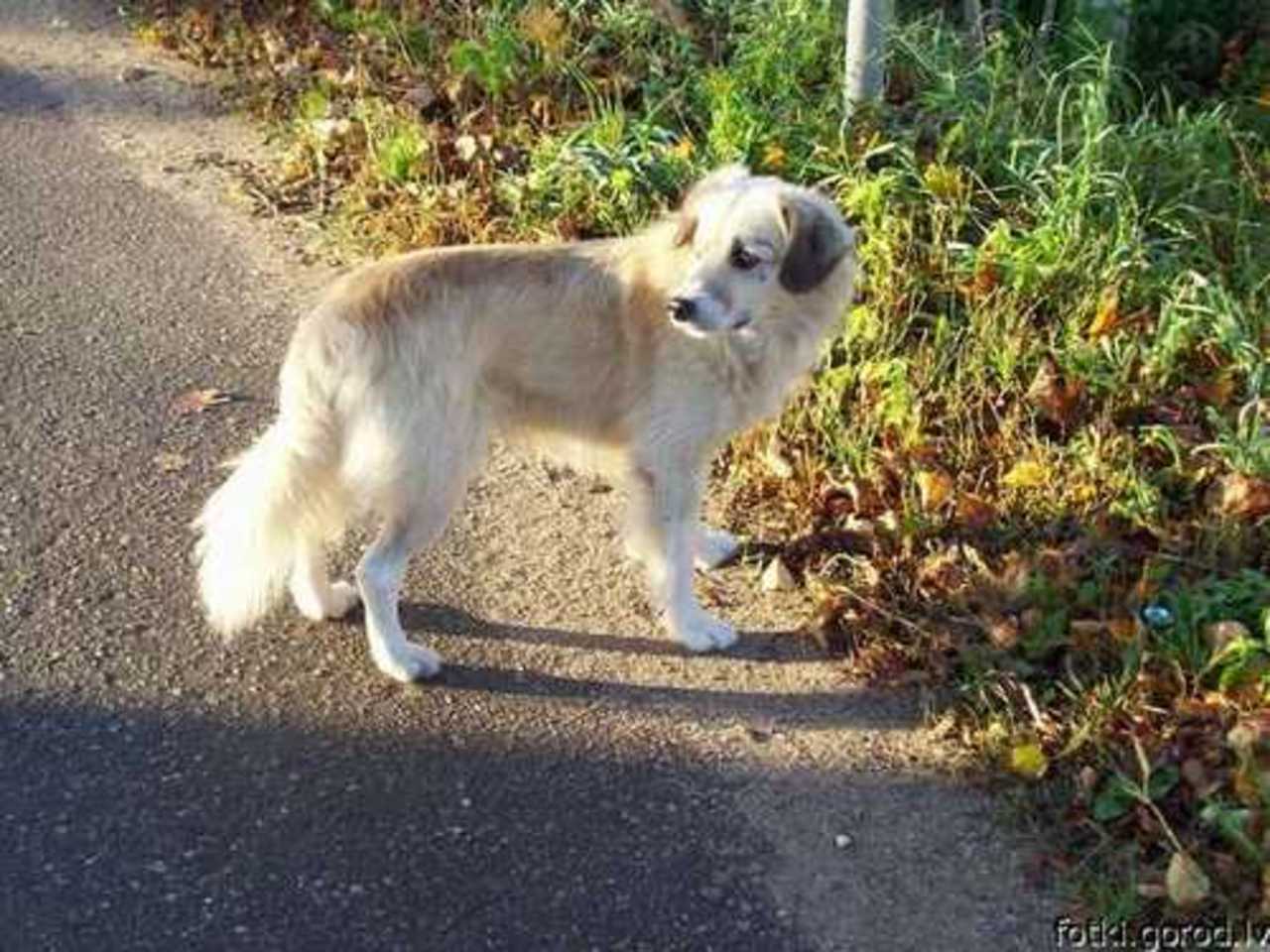 фото Дианы Костиной