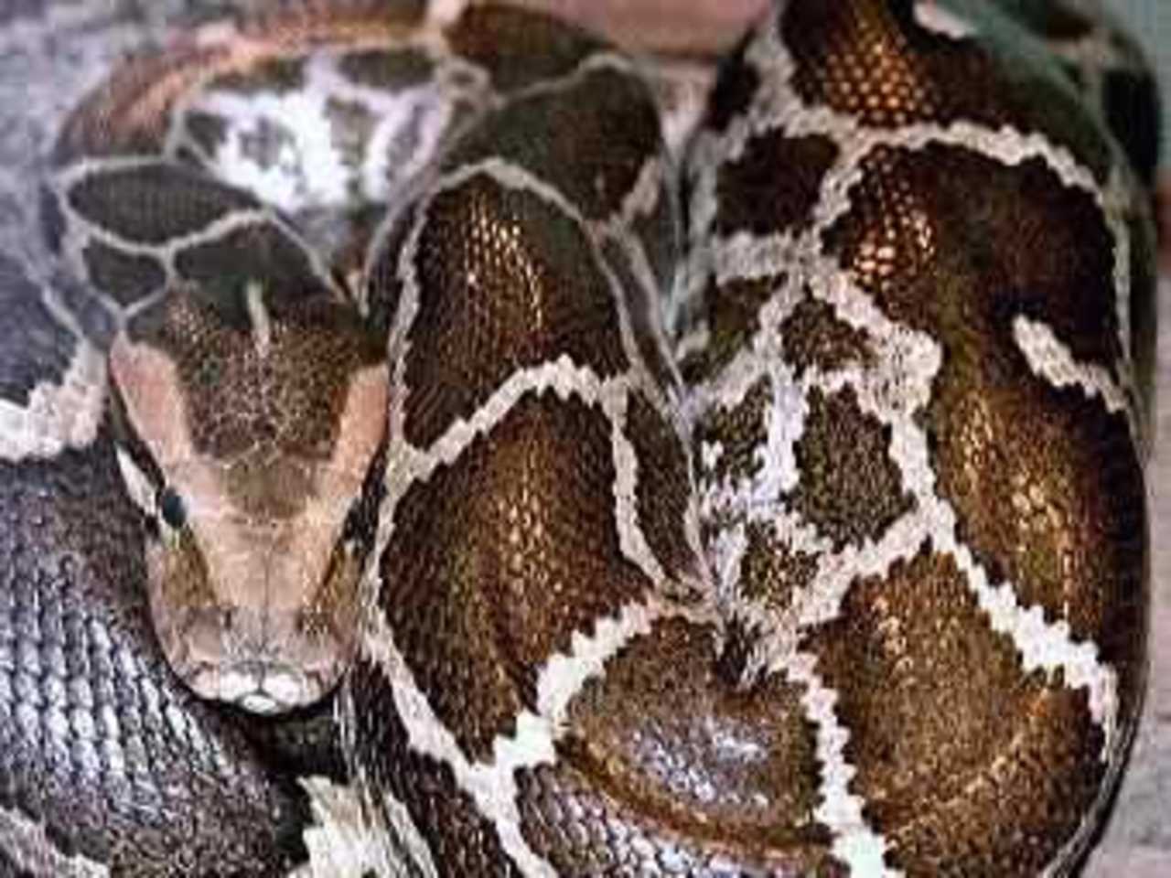 Индийский питон (Python molurus molurus). Фото пользователя Tigerpython с сайта en.wikipedia.org