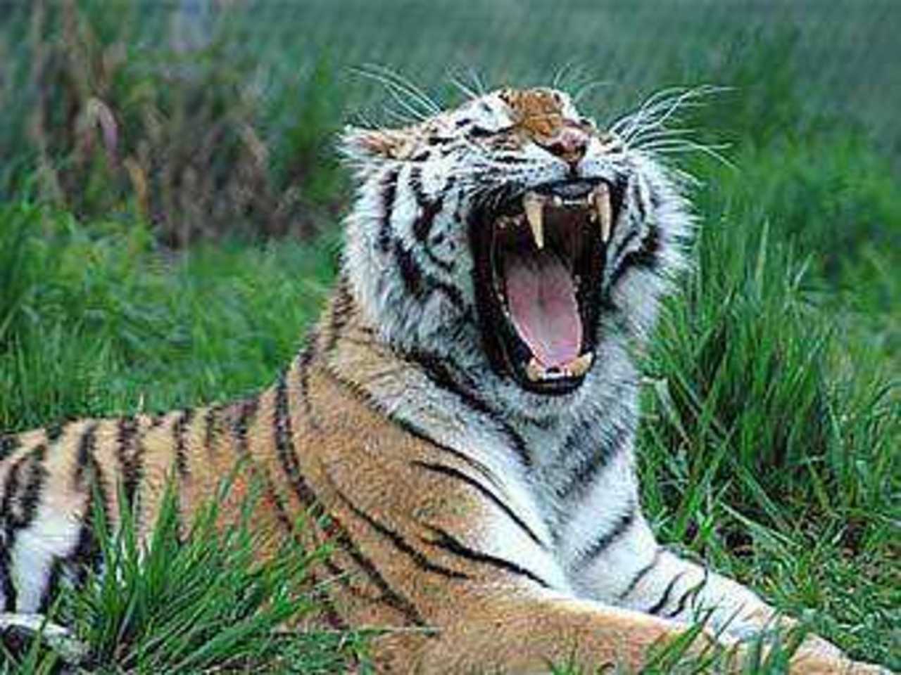 Фото с сайта gvzoo.com
