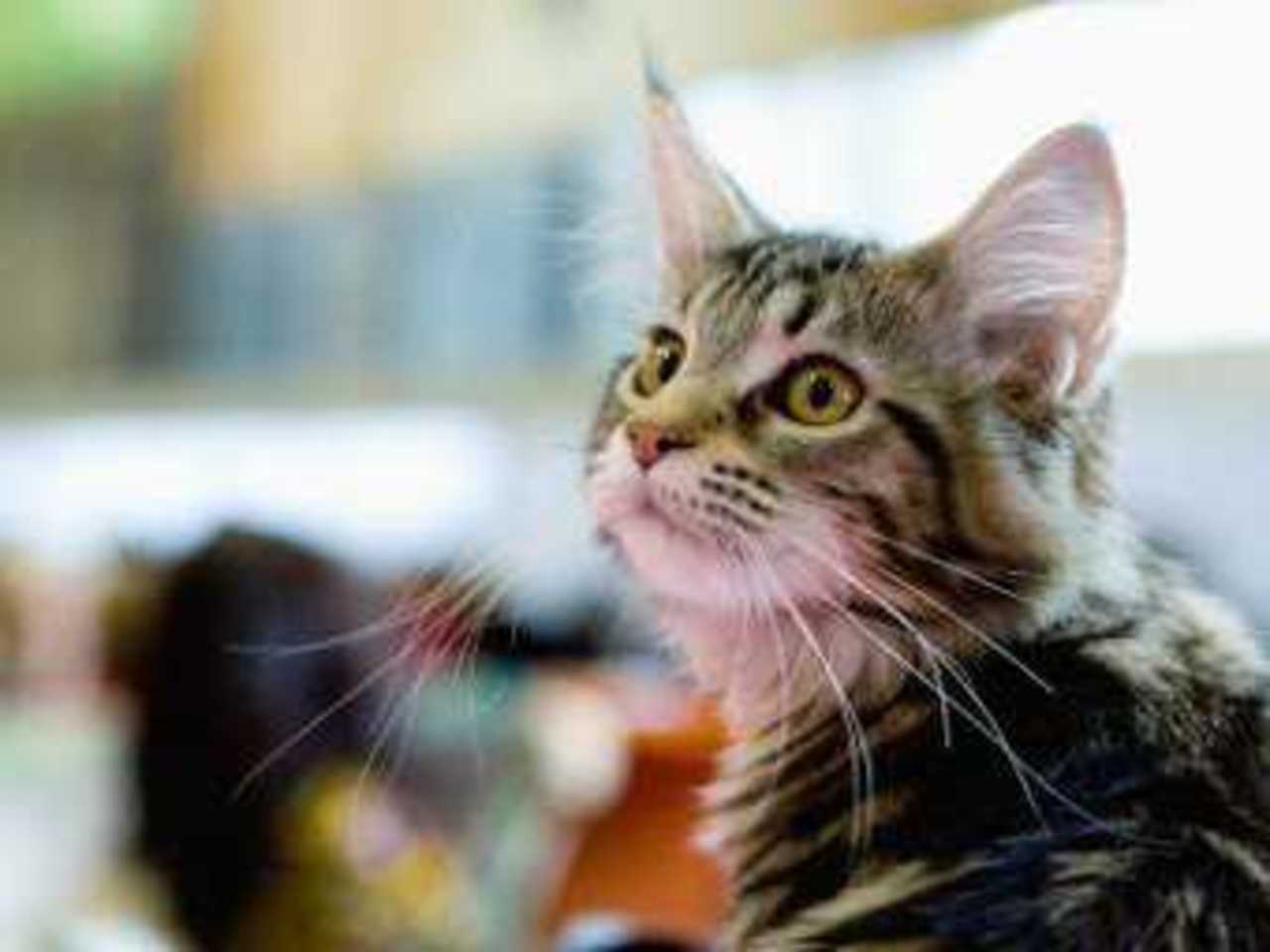 Фото Александра Котомина для "Ленты.ру"