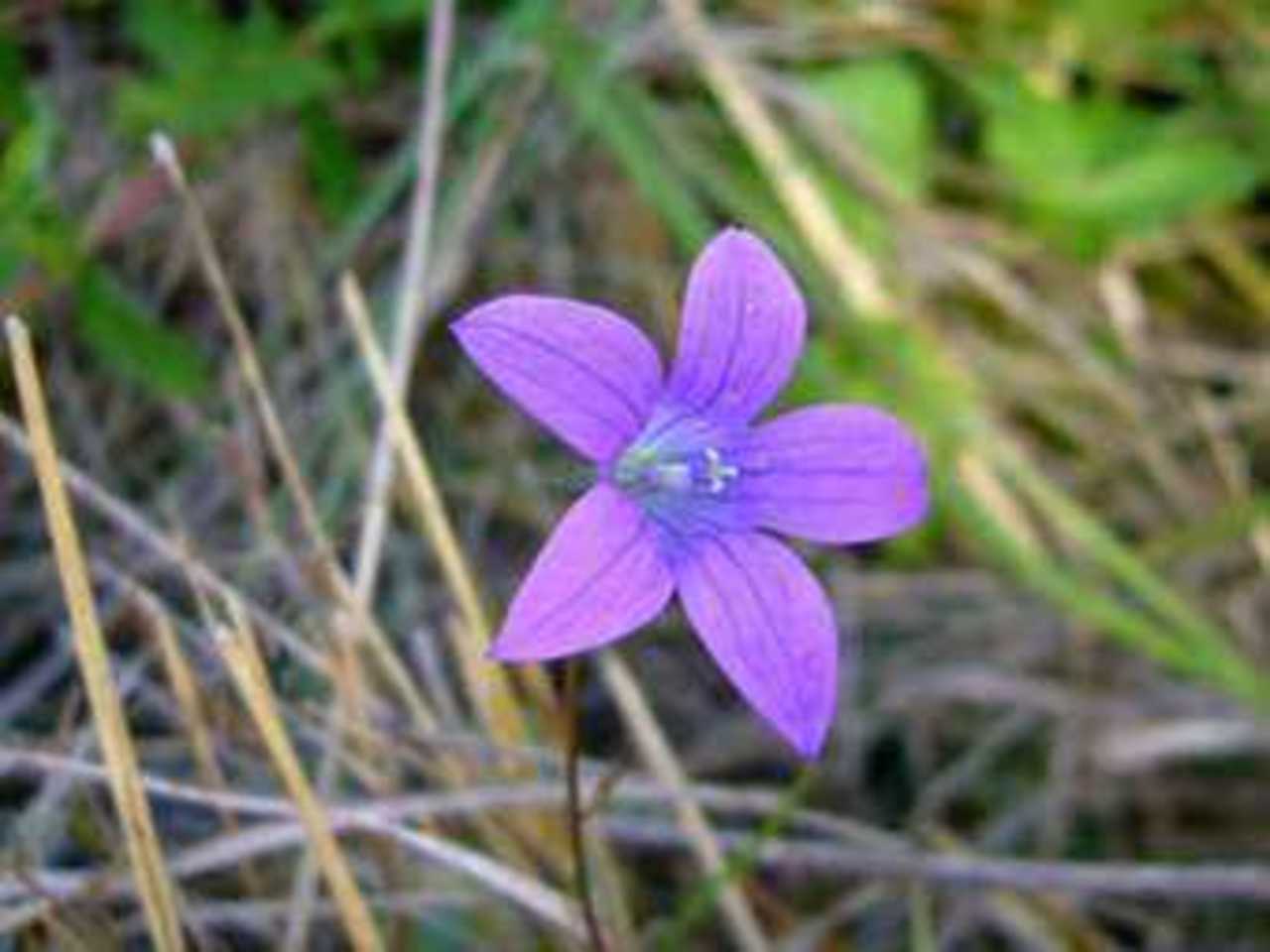 Распространенный в Уэльсе колокольчик Campanula patula. Фото с сайта berkeley.edu