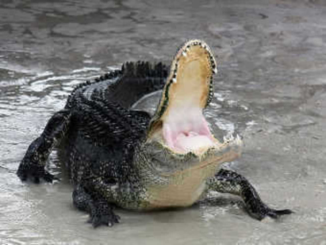 Фото пользователя Ianare с сайта wikipedia.org
