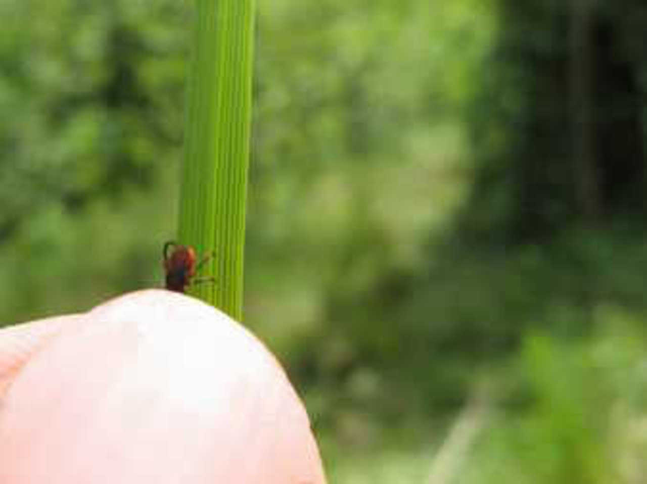 ixodes.ru