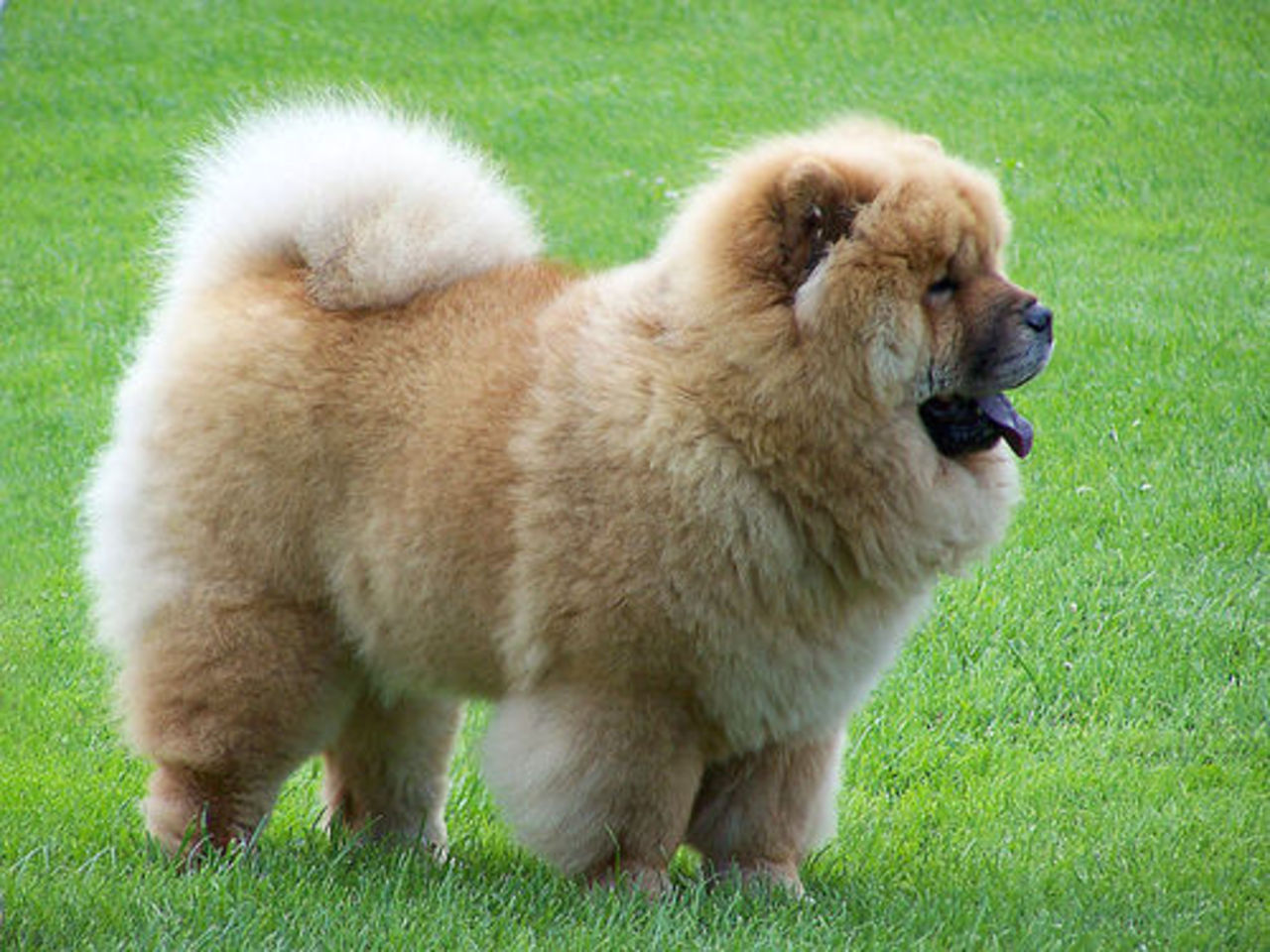 house-dog.ru
