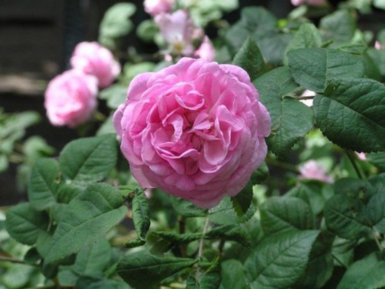 forsfortuna.com