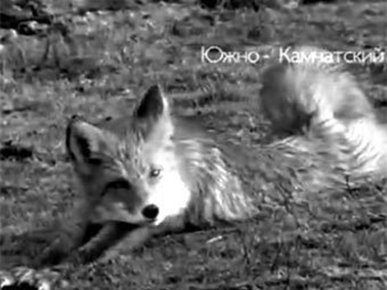 Злодей Злодеевич. Кадр видеозаписи с сайта piter.tv