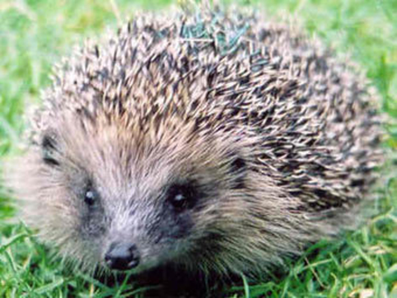 Фото jerseyhedgehogs.org.je