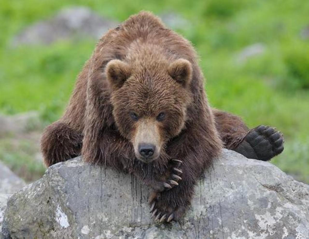 animalworld.com.ua