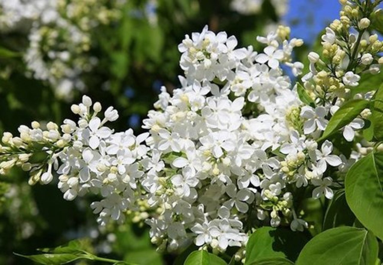 DELFI Aculiecinieks
