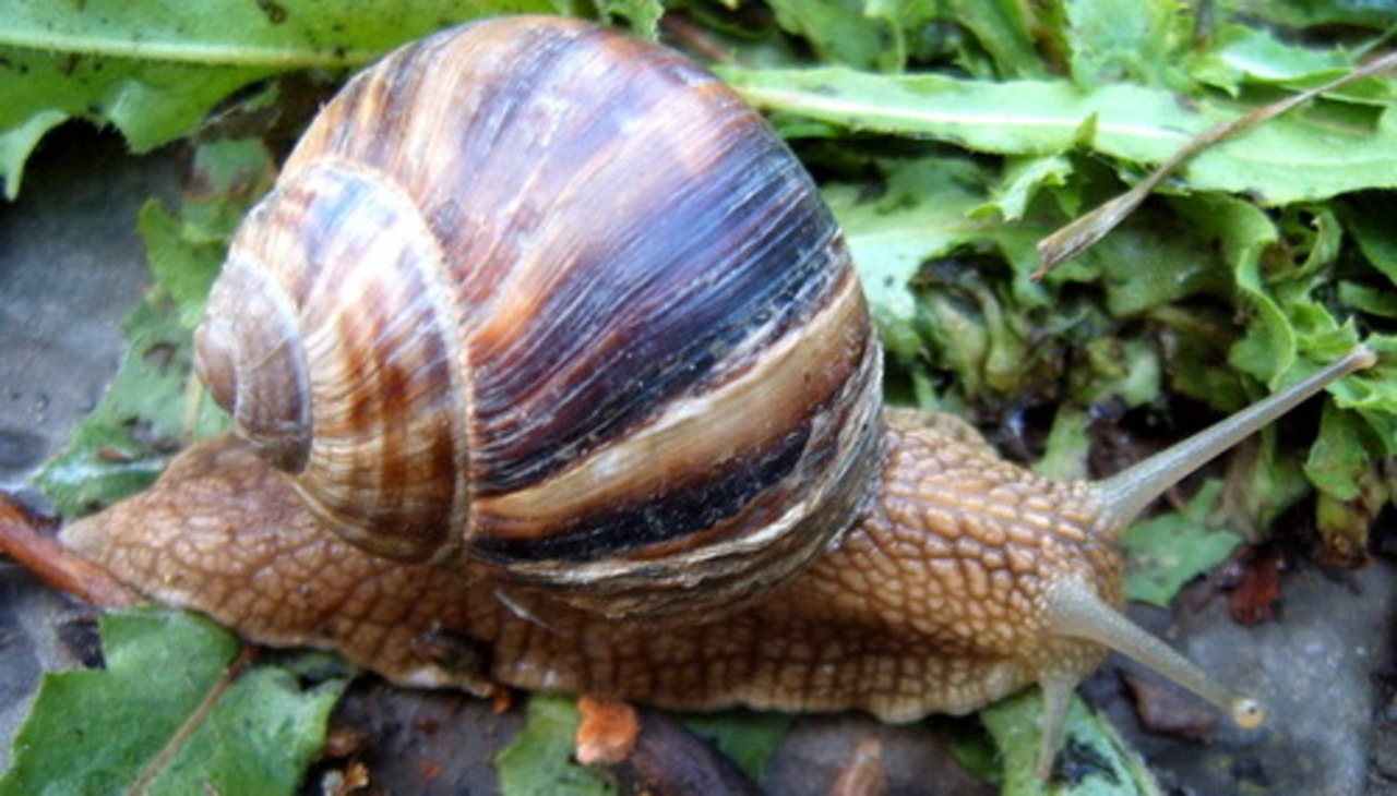 kraevedenie.net