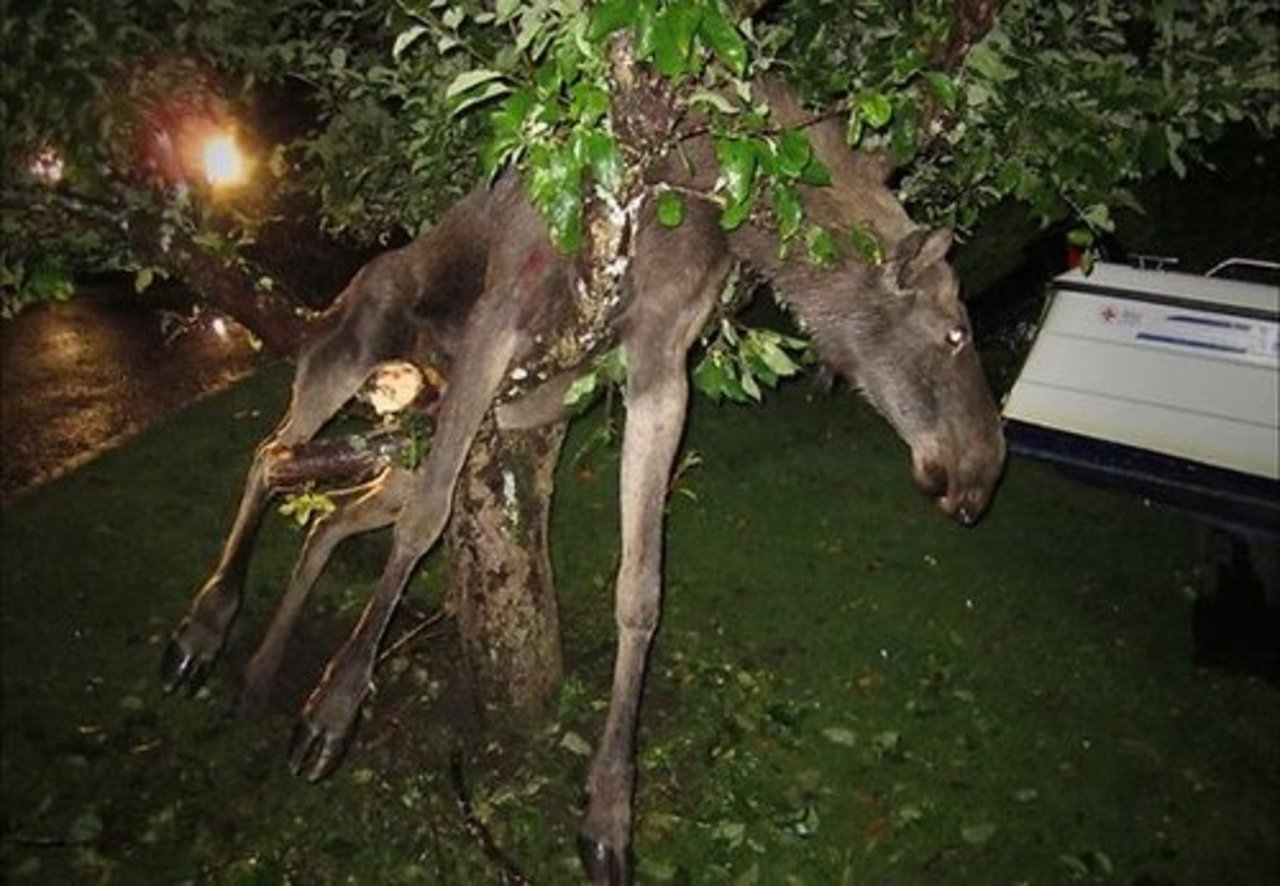elk