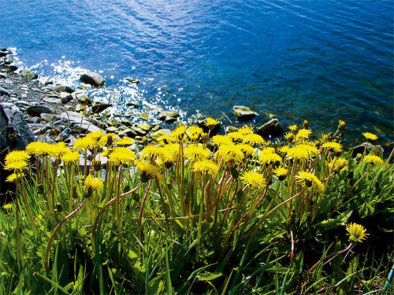 herbalogya.ru