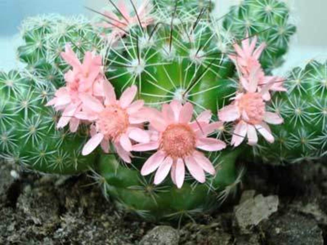 prickly.ru