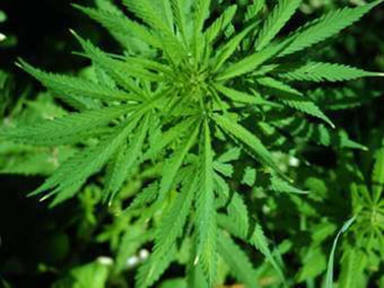 Листья марихуаны Cannabis sp. Фото с сайта iastate.edu