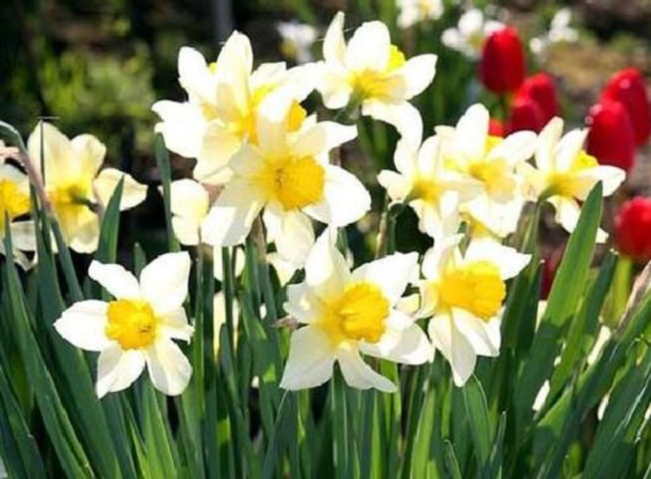 smart-flowers.ru