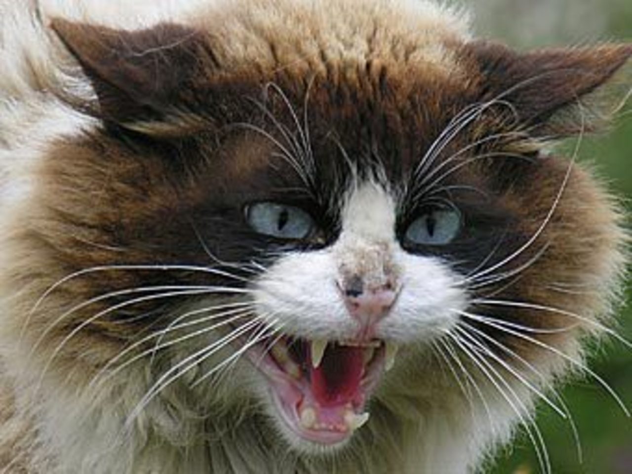 Фото с сайта animalsw.com