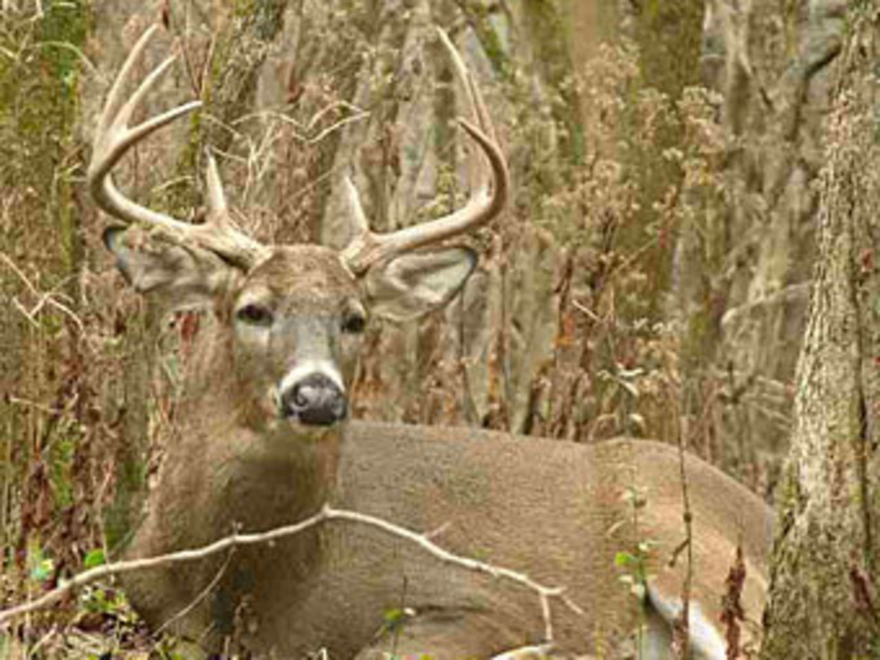 Фото с сайта deer-hunting-success.com