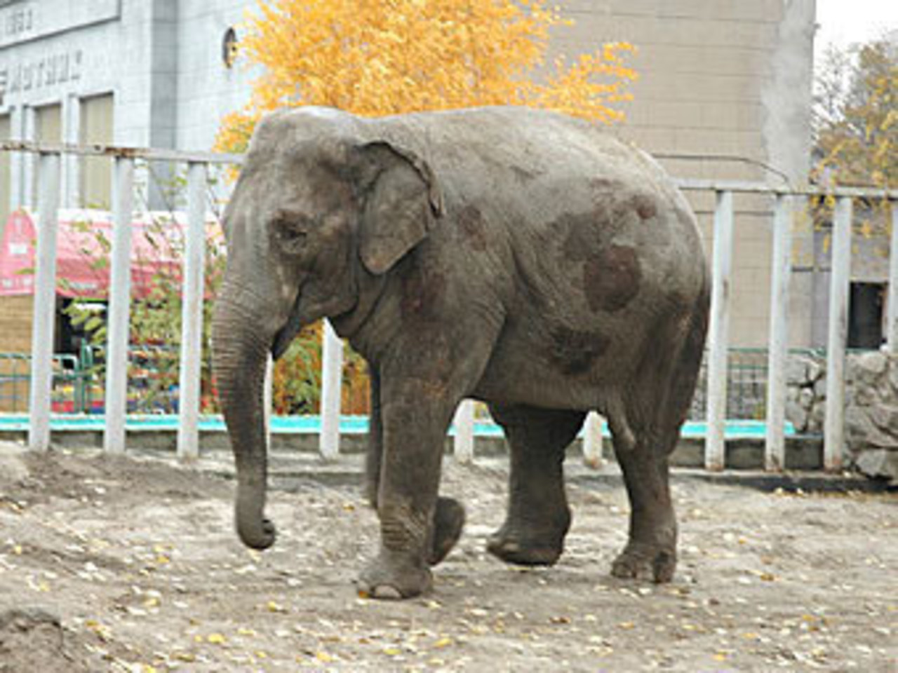 Слон в харьковском зоопарке. Фото с сайта zoo.kharkov.ua