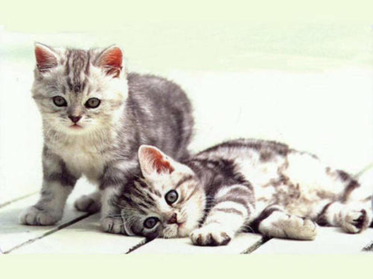 cat-porody.ru