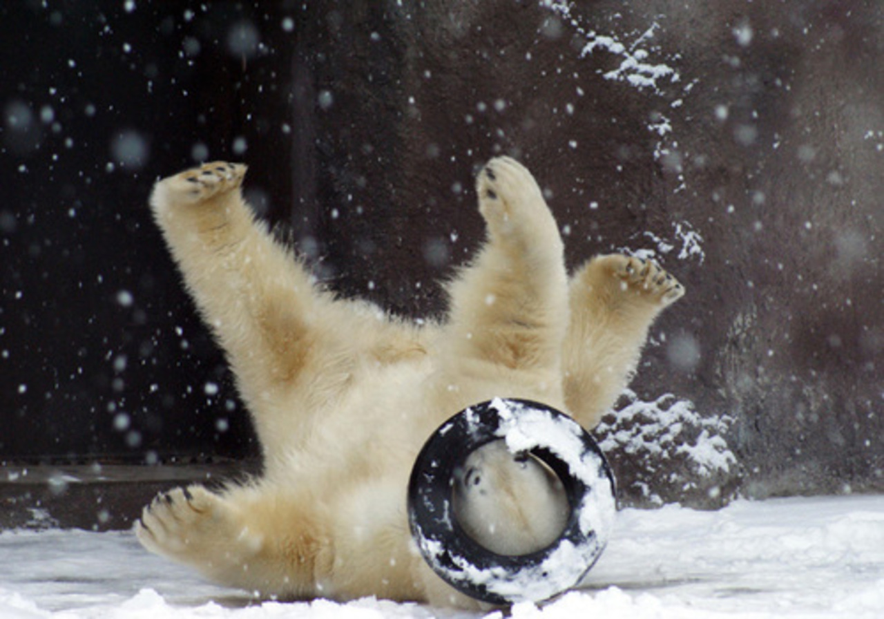 udm-zoo.ru