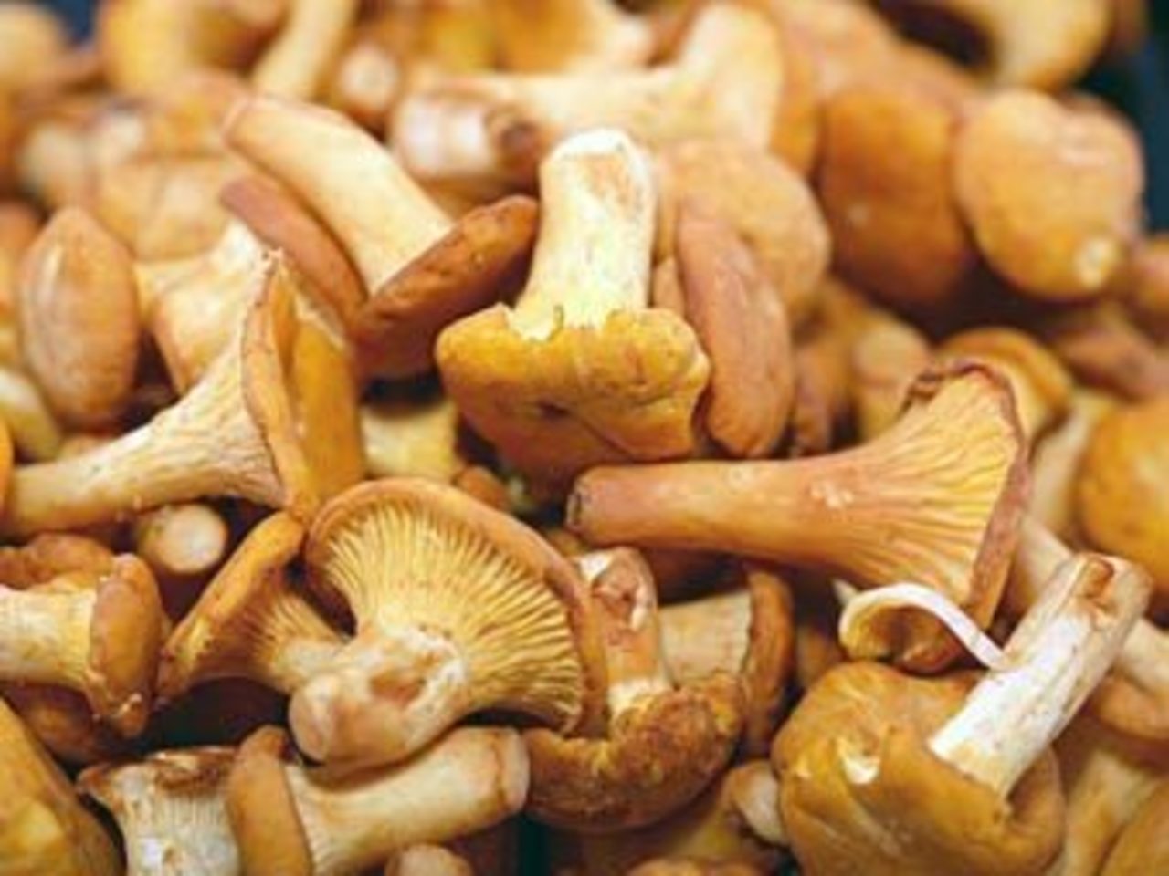 Лисички. Фото с сайта mushroom-collecting.com