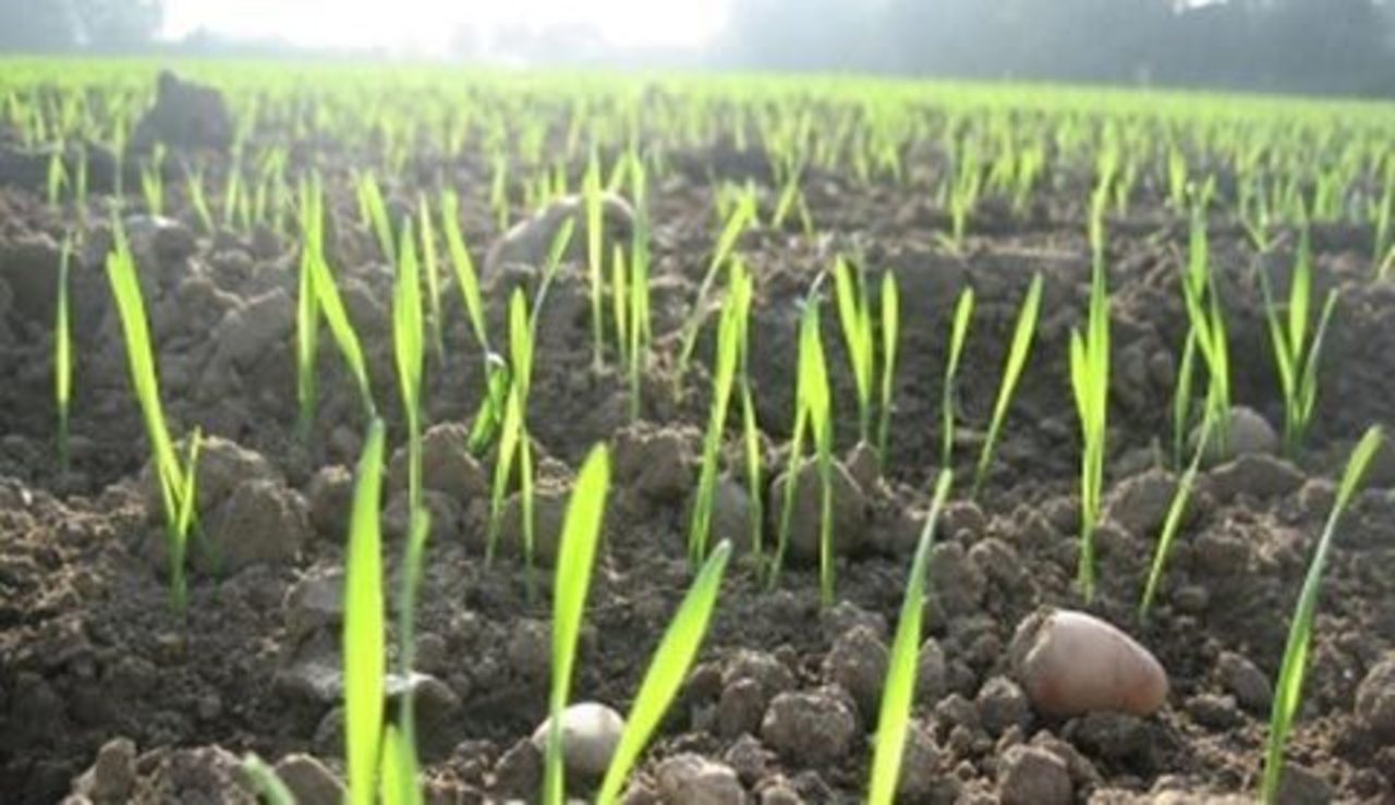 agronomiy.ru