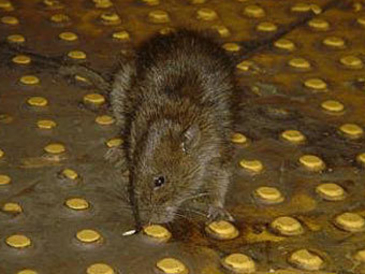 Участница конкурса. Фото с сайта ratfreesubways.com