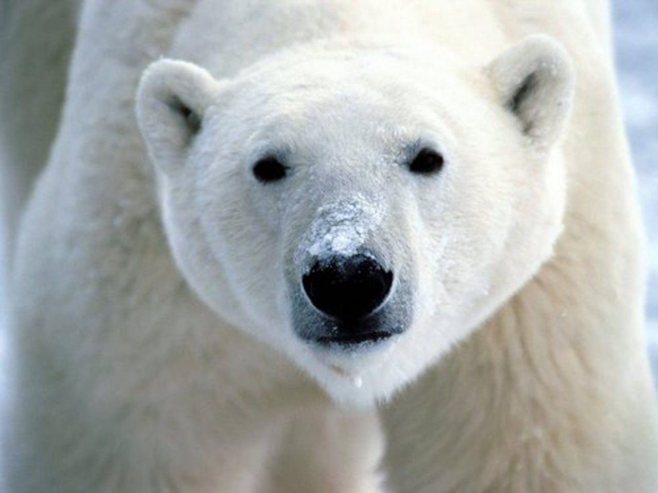 fotopets.ru
