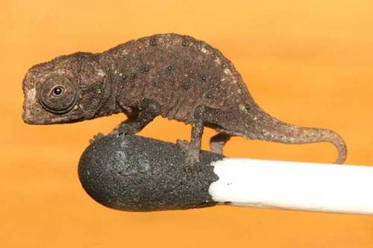 Brookesia Micra. Фото из исследовательской работы.