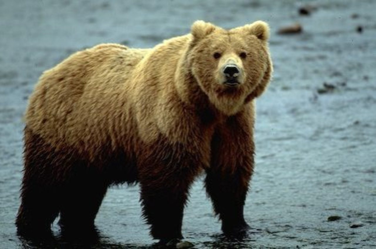 фото alaska-in-pictures.com