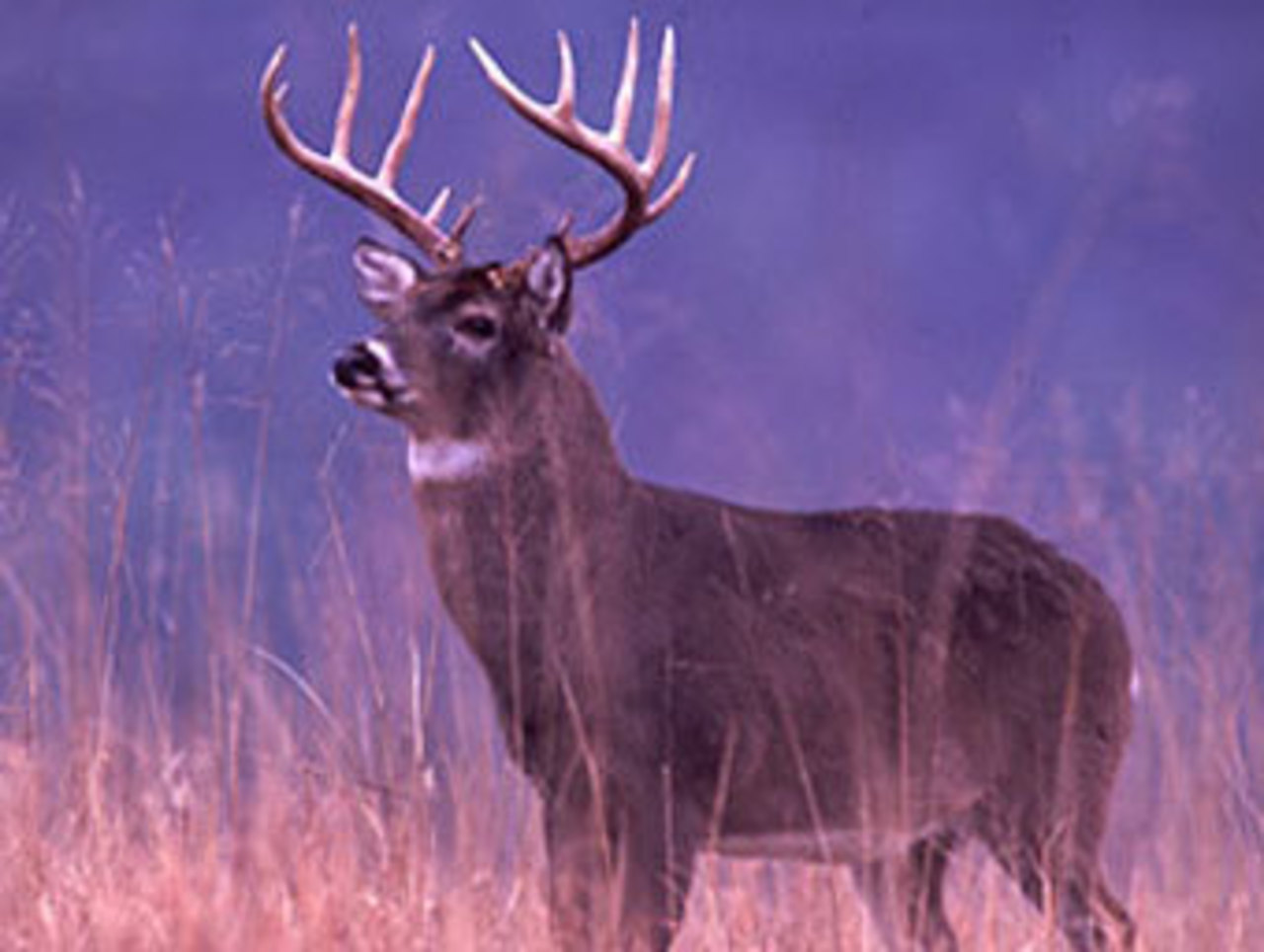 Фото с сайта deer.com