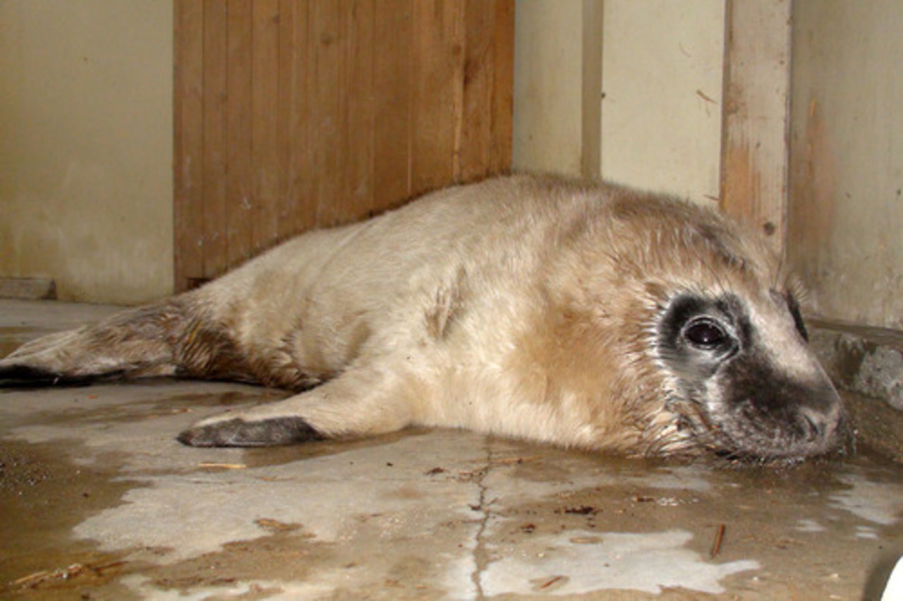 foto Rīgas zooloģiskais dārzs