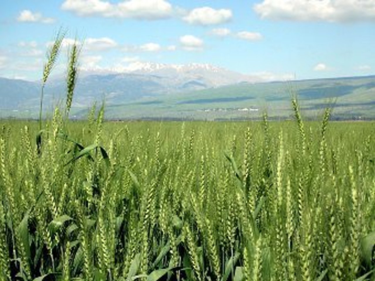 фото lenta.ru